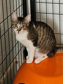 Yani, ADOPTABLE, Young Male Domestic Short Hair.