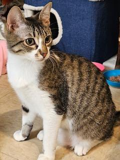 Enlarge Yani, a ADOPTABLE Domestic Short Hair in Middletown, CT image 2/5