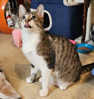 Enlarge Yani, a ADOPTABLE Domestic Short Hair in Middletown, CT image 3/5