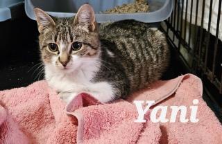 Enlarge Yani, a ADOPTABLE Domestic Short Hair in Middletown, CT image 4/5