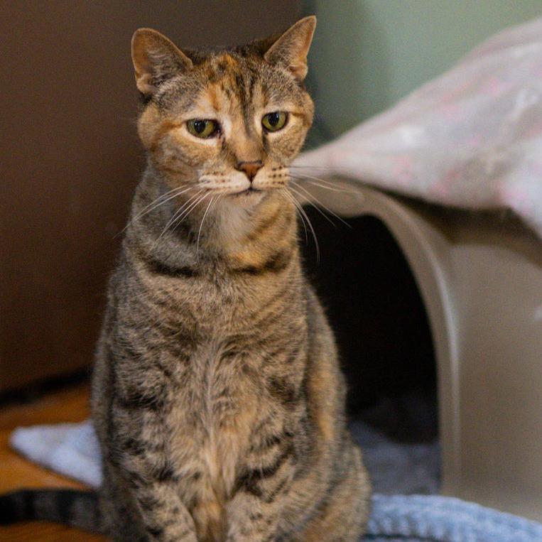 Enlarge Zen, a Adoptable Domestic Short Hair in Brimfield, MA image 1/3