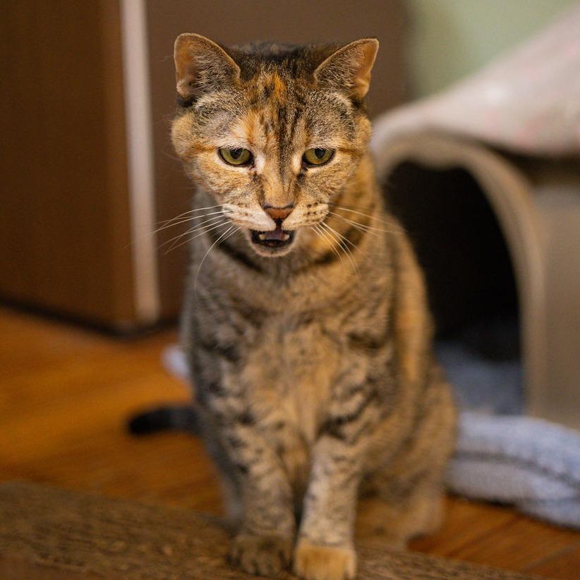 Enlarge Zen, a Adoptable Domestic Short Hair in Brimfield, MA image 2/3