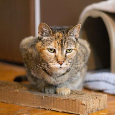 Enlarge Zen, a Adoptable Domestic Short Hair in Brimfield, MA image 3/3