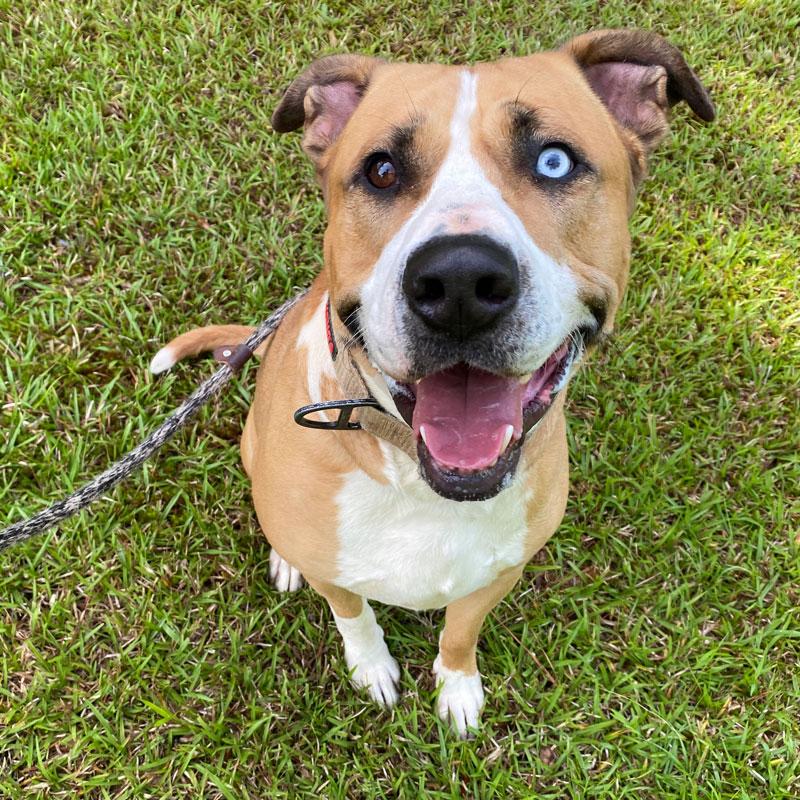 Enlarge Bull 23122, a ADOPTABLE mixed breed in Monroe, GA image 4/4
