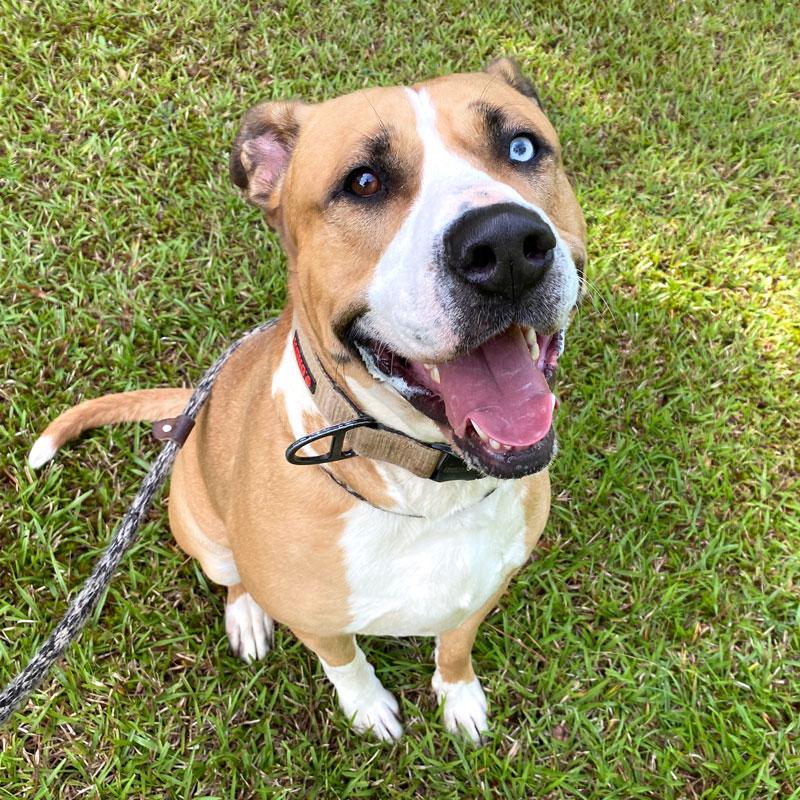Enlarge Bull 23122, a ADOPTABLE mixed breed in Monroe, GA image 2/4