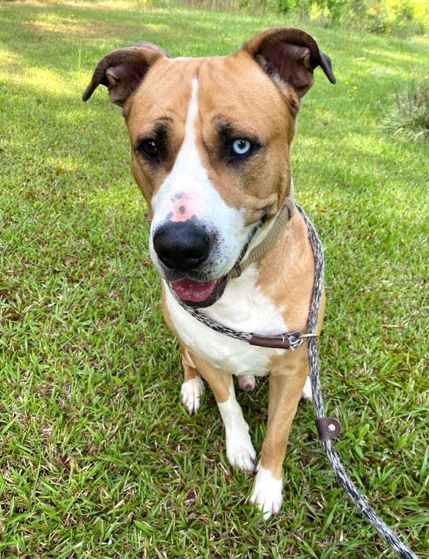 Enlarge Bull 23122, a ADOPTABLE mixed breed in Monroe, GA image 1/4