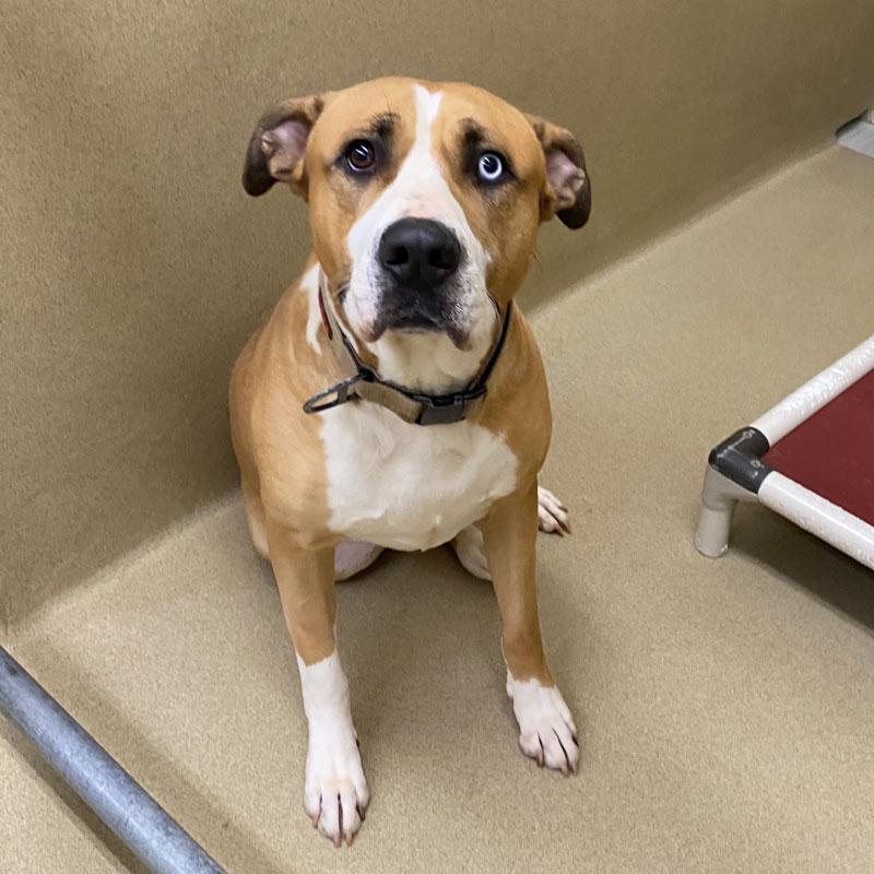Enlarge Bull 23122, a ADOPTABLE mixed breed in Monroe, GA image 3/4