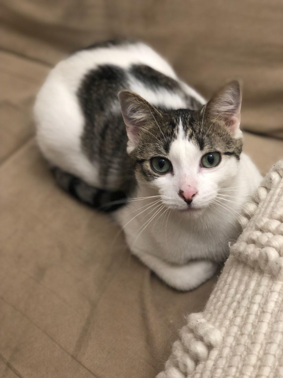 Enlarge Mac, a ADOPTABLE Domestic Short Hair in Winnipeg, MB image 1/6