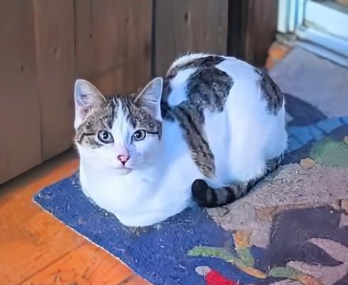 Enlarge Mac, a ADOPTABLE Domestic Short Hair in Winnipeg, MB image 2/6