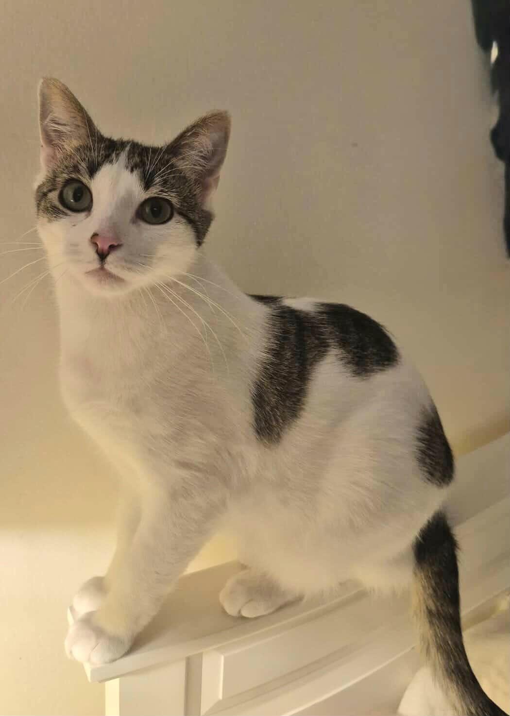 Mac, ADOPTABLE, Young Male Domestic Short Hair.
