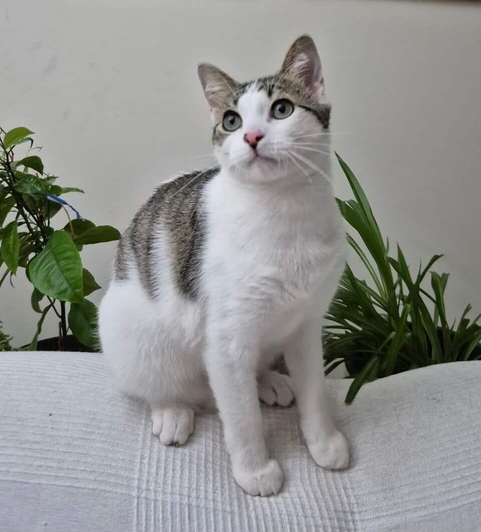 Mac, a ADOPTABLE Domestic Short Hair in Winnipeg, MB image 6/6
