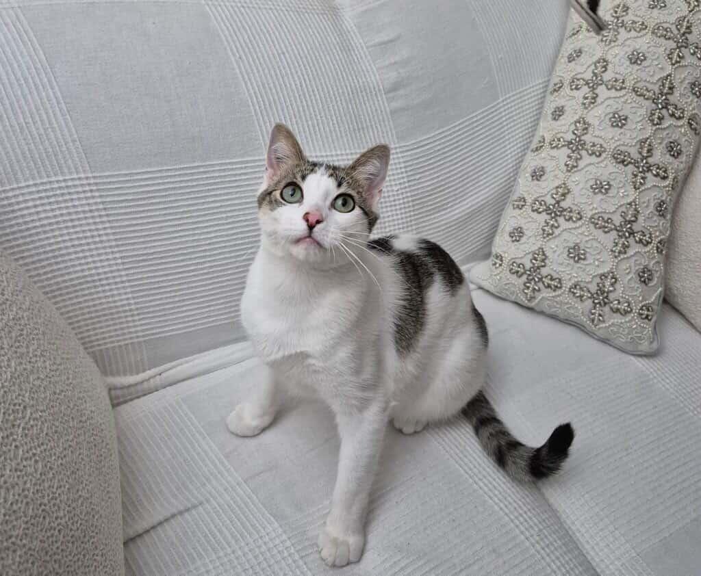 Mac, ADOPTABLE, Young Male Domestic Short Hair.