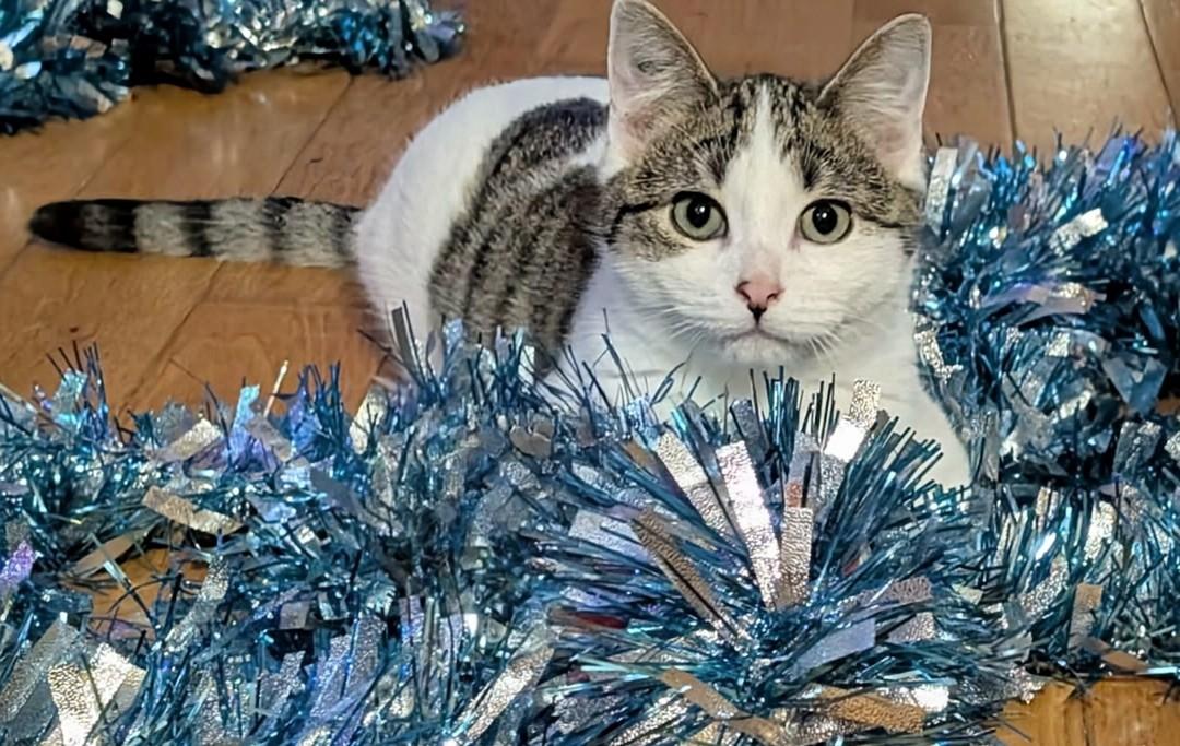 Enlarge Mac, a ADOPTABLE Domestic Short Hair in Winnipeg, MB image 5/6