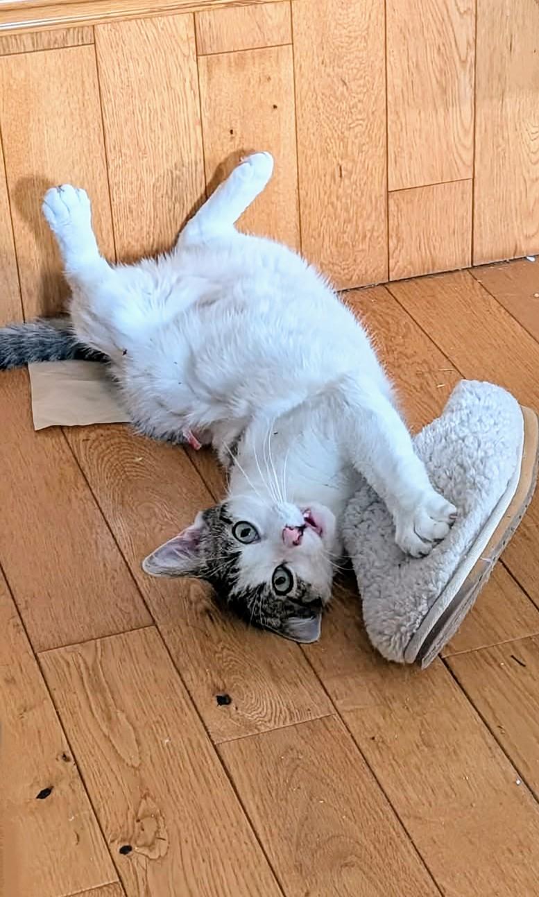 Mac, a ADOPTABLE Domestic Short Hair in Winnipeg, MB image 1/6