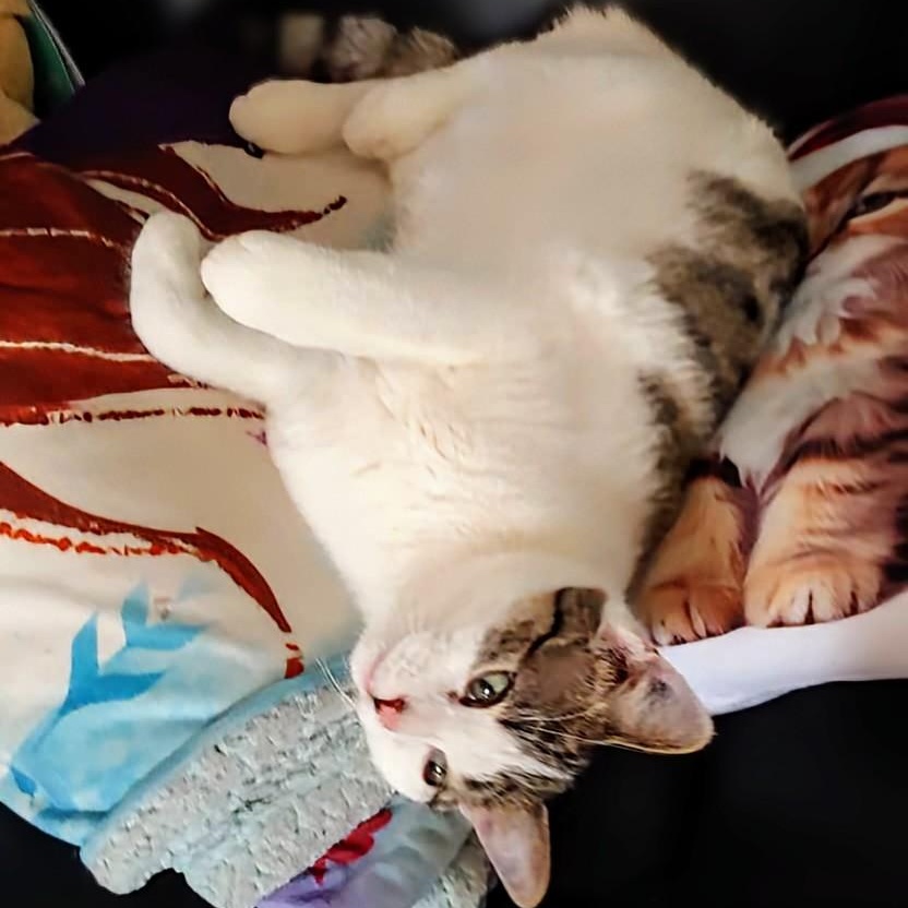 Enlarge Mac, a ADOPTABLE Domestic Short Hair in Winnipeg, MB image 1/6