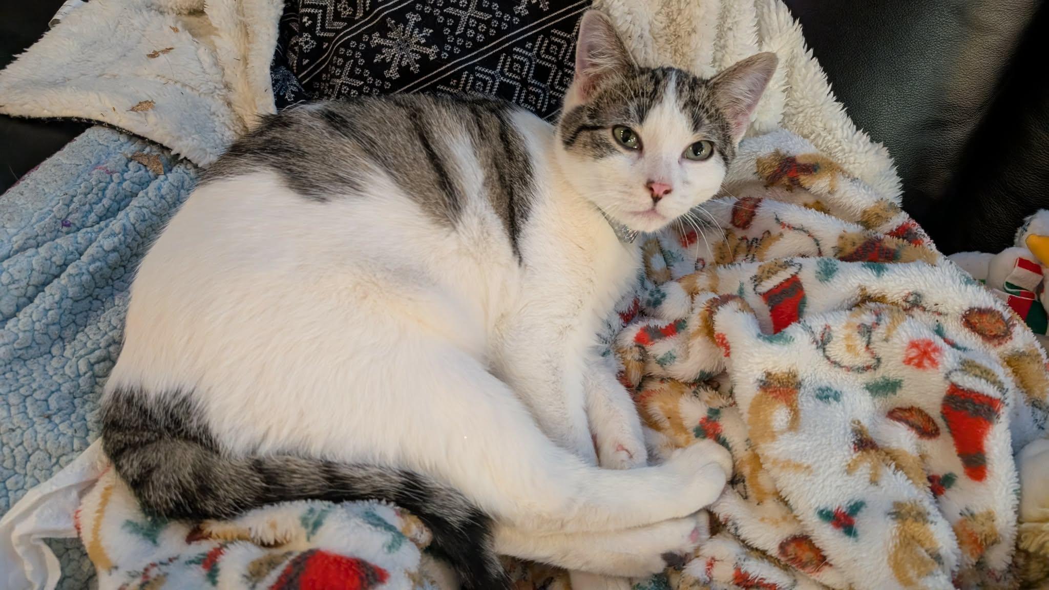 Enlarge Mac, a ADOPTABLE Domestic Short Hair in Winnipeg, MB image 3/6