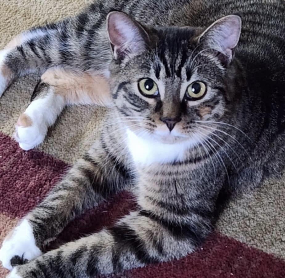 Hailey, Young Female Tabby