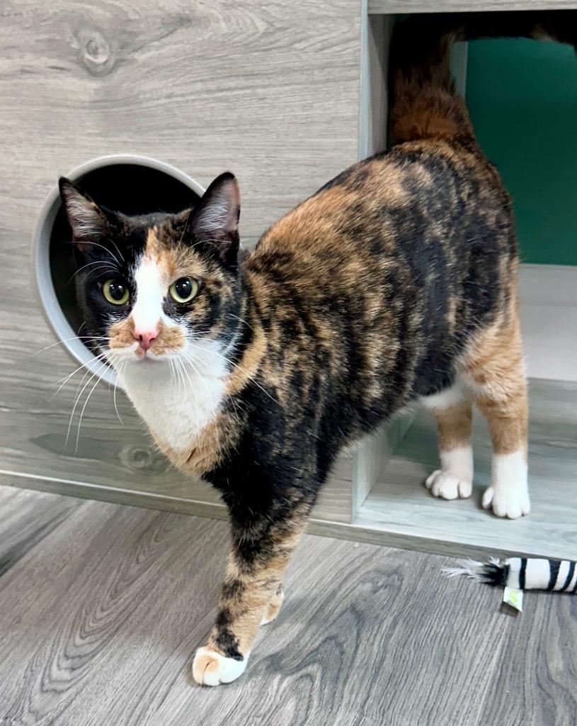 Enlarge Cleopatra, a Adoptable mixed breed in Waynesville, MO image 1/1