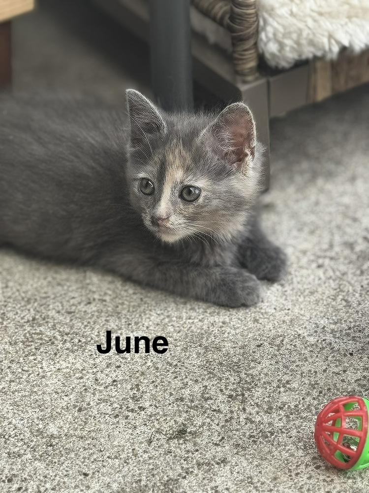 June, Adoptable, Kitten Female Domestic Short Hair.
