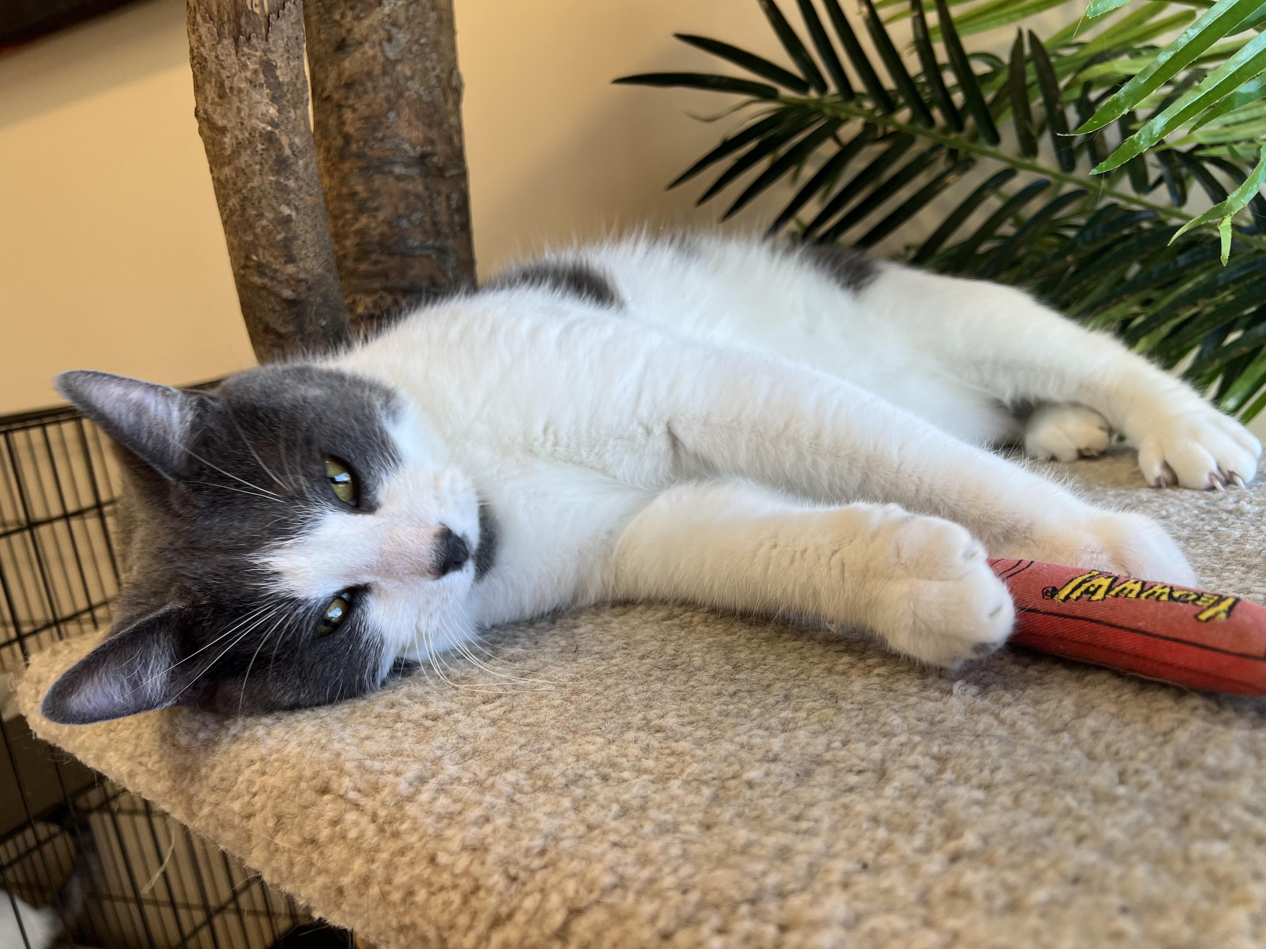 Tom Tom, a Adoptable Domestic Short Hair in Madison, WI image 4/5