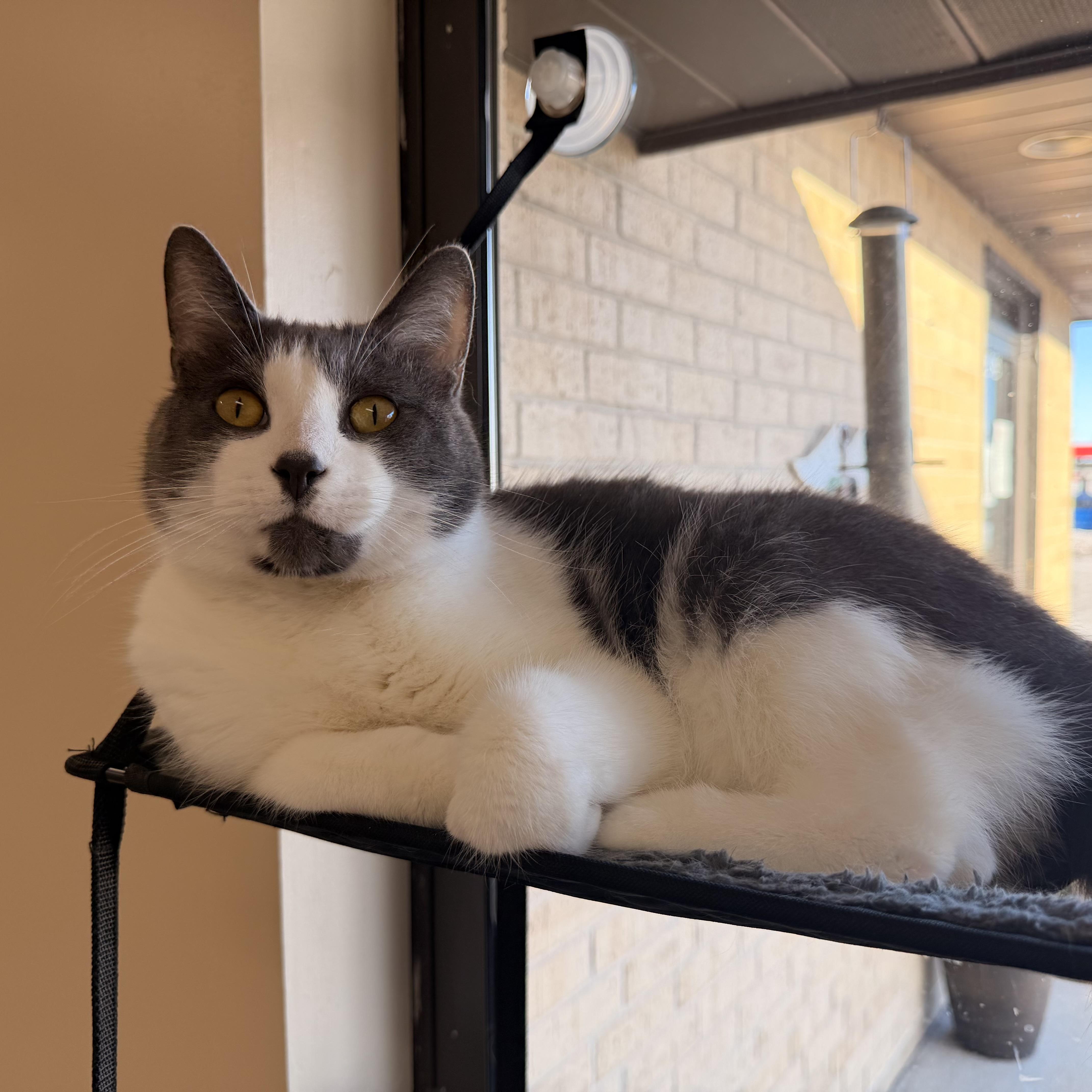 Tom Tom, a Adoptable Domestic Short Hair in Madison, WI image 1/6