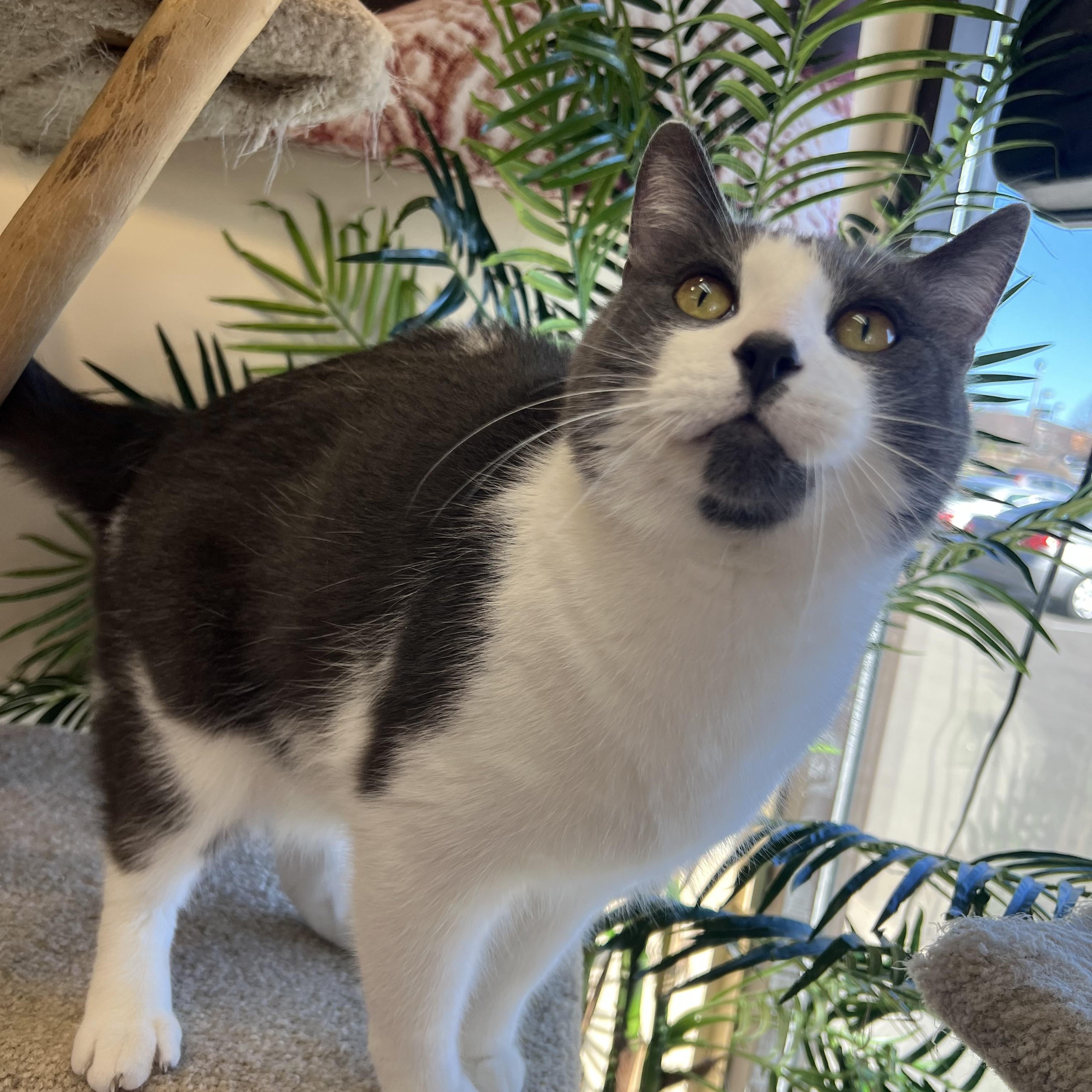 Tom Tom, Adoptable, Adult Male Domestic Short Hair.