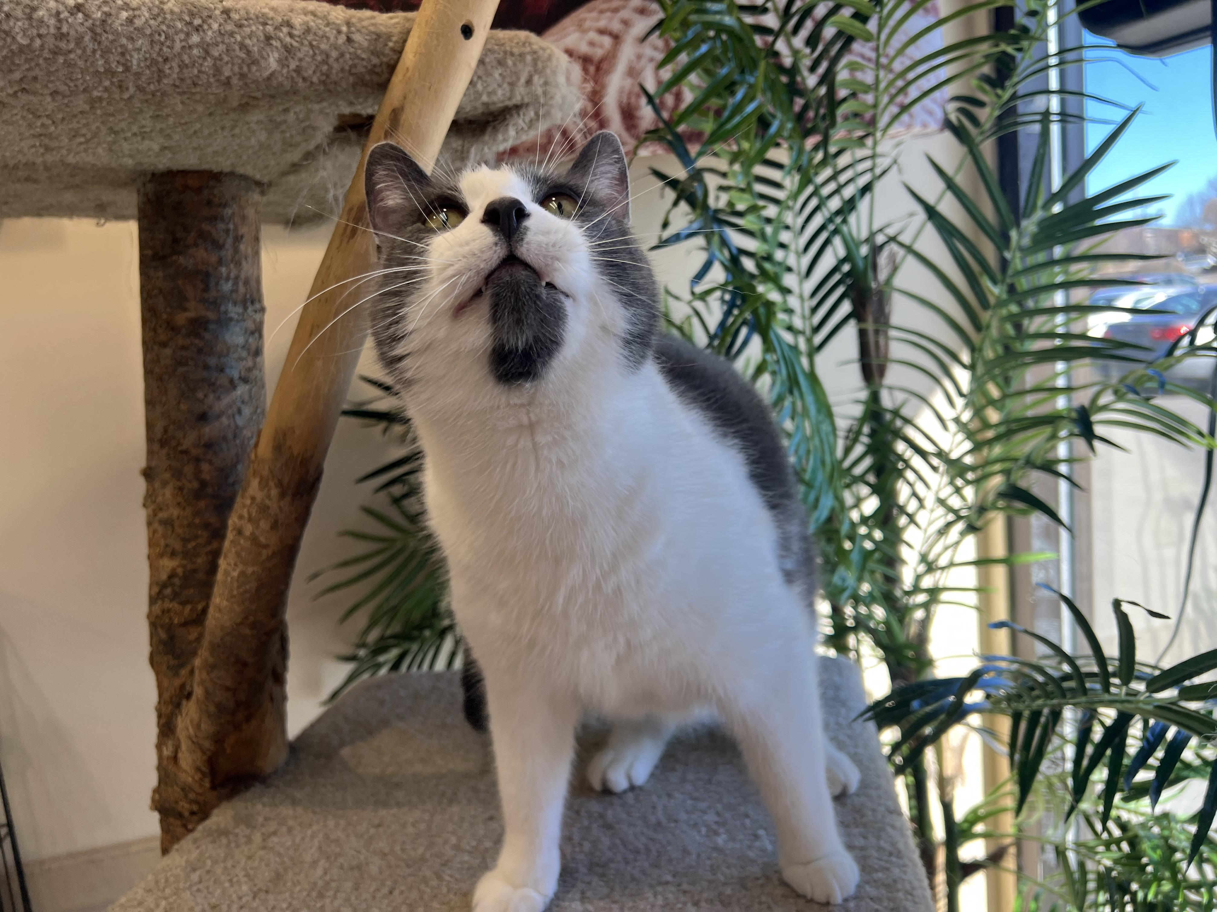 Tom Tom, a Adoptable Domestic Short Hair in Madison, WI image 3/5