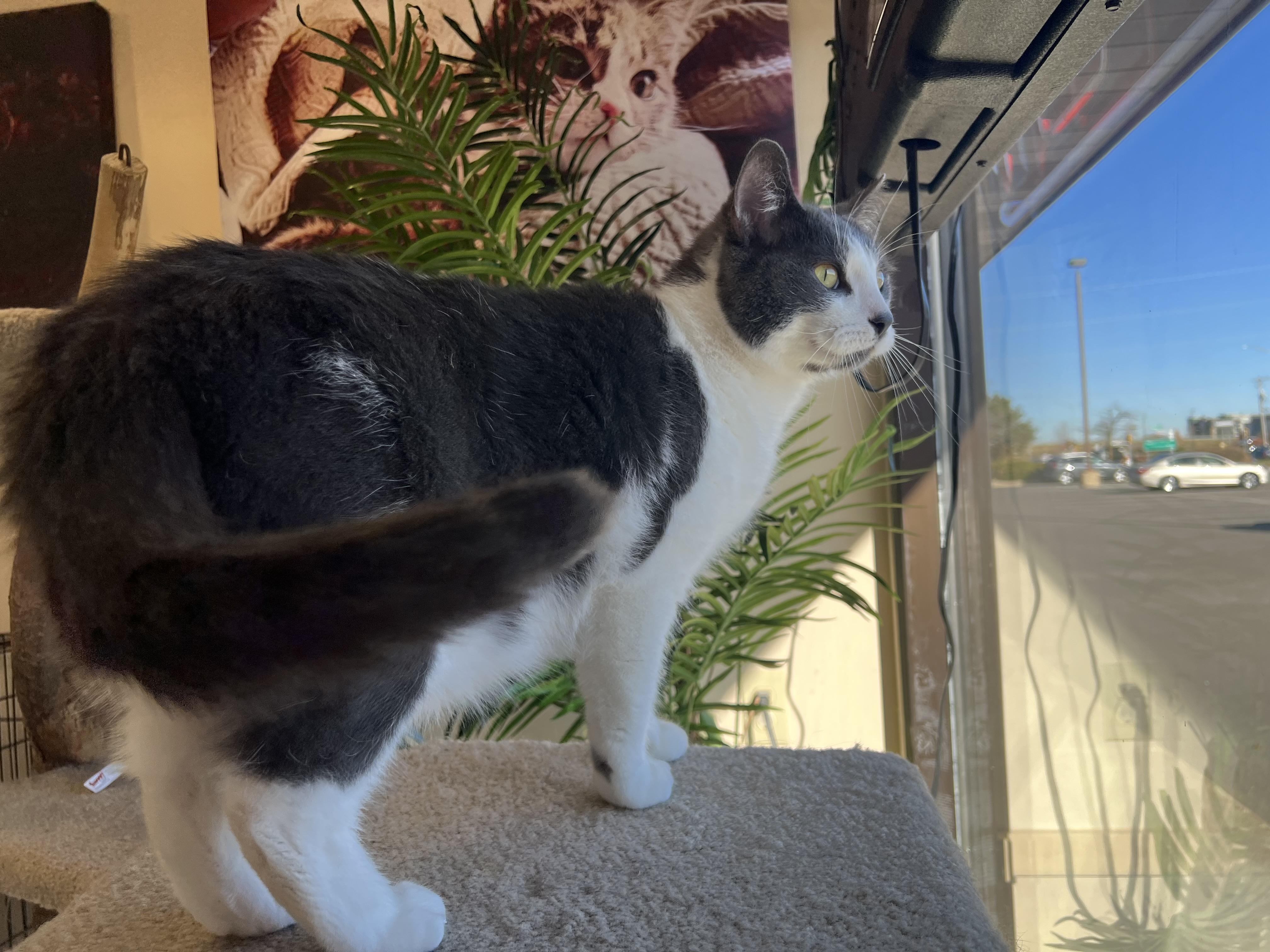 Tom Tom, a Adoptable Domestic Short Hair in Madison, WI image 5/5