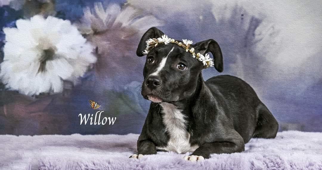 Willow, a Adoptable Pit Bull Terrier in Concord, CA image 1/6