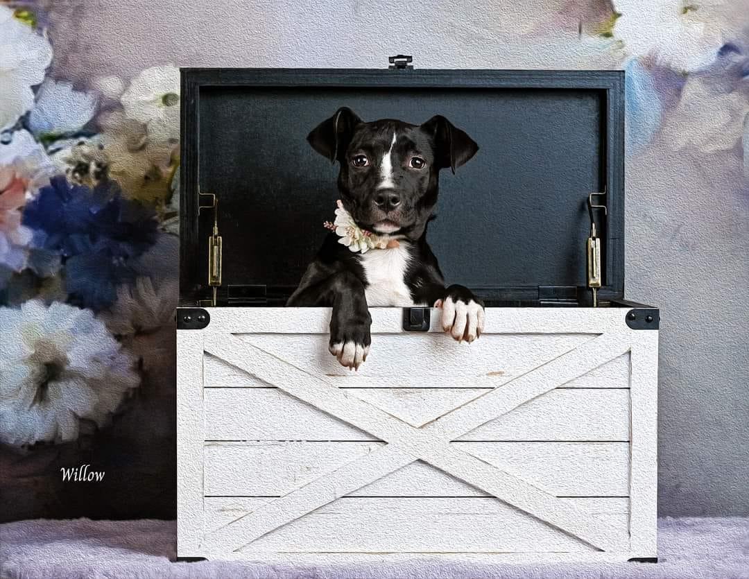 Willow, a Adoptable Pit Bull Terrier in Concord, CA image 2/6