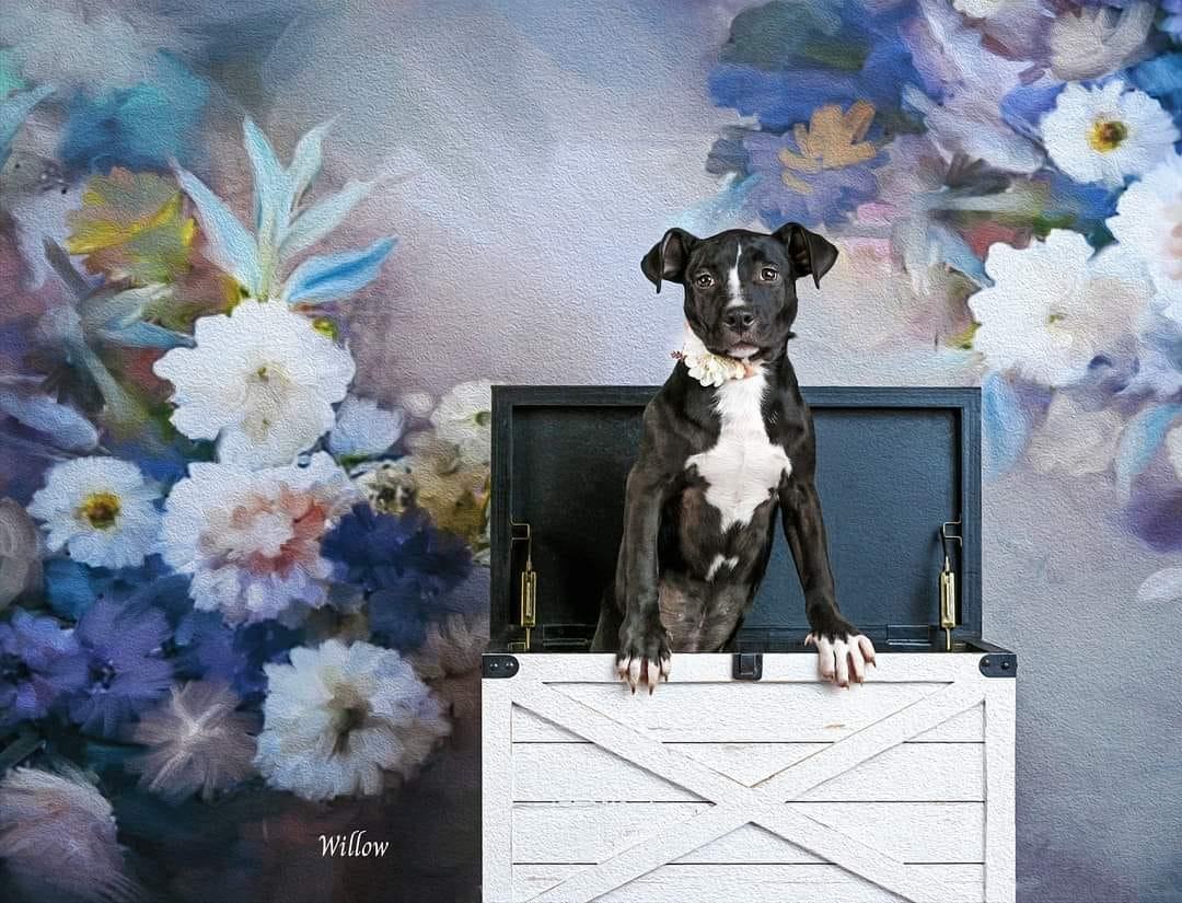 Willow, a Adoptable Pit Bull Terrier in Concord, CA image 3/6