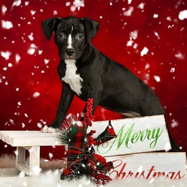 Willow, a Adoptable Pit Bull Terrier in Concord, CA image 4/6