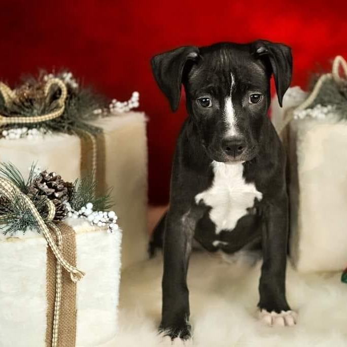 Willow, a Adoptable Pit Bull Terrier in Concord, CA image 5/6