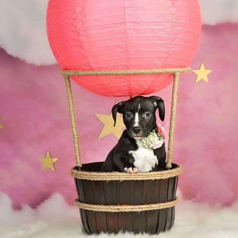 Willow, a Adoptable Pit Bull Terrier in Concord, CA image 6/6