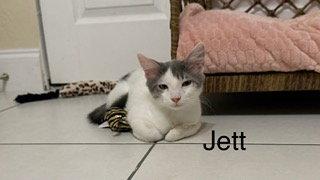 Jett, Adoptable, Kitten Male Domestic Long Hair.