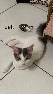 Enlarge Jett, a Adoptable Domestic Long Hair in Oakland Park, FL image 2/3