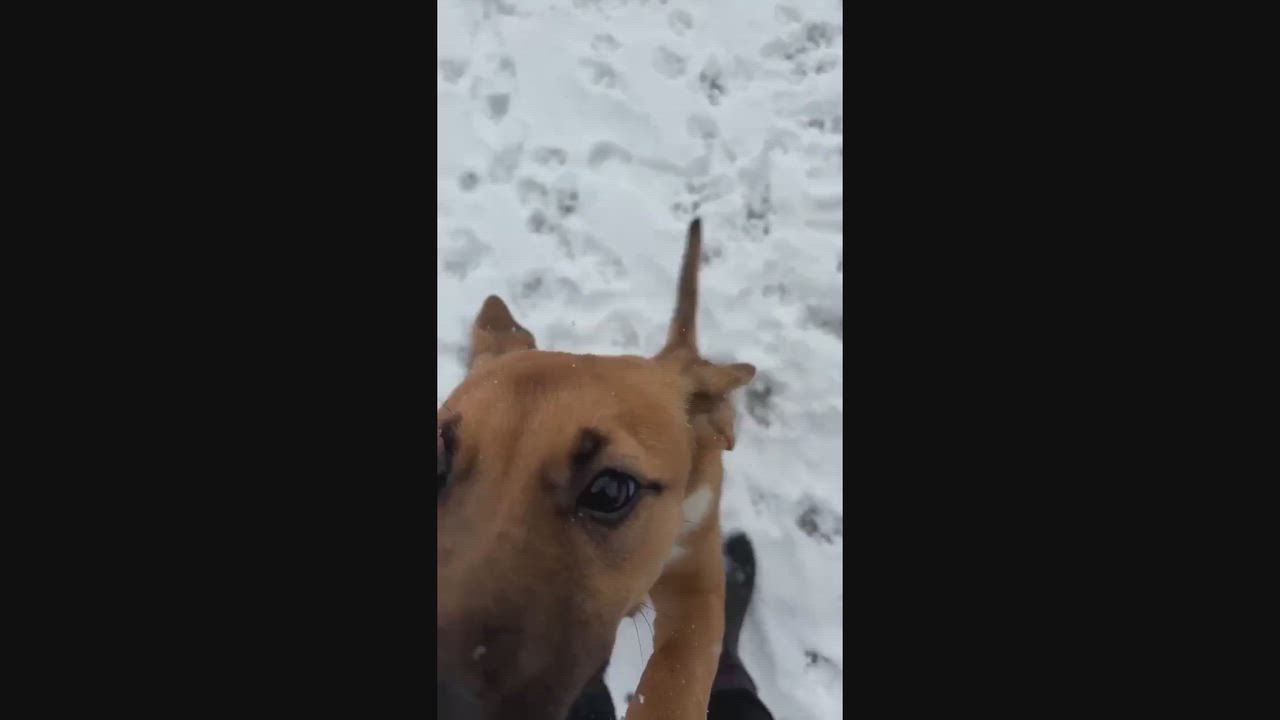 Enlarge Coco, an adopted Black Mouth Cur in Keene, NH video 5/6