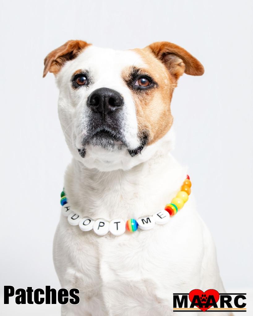 Patches, a Adoptable mixed breed in Maryville, TN image 2/4