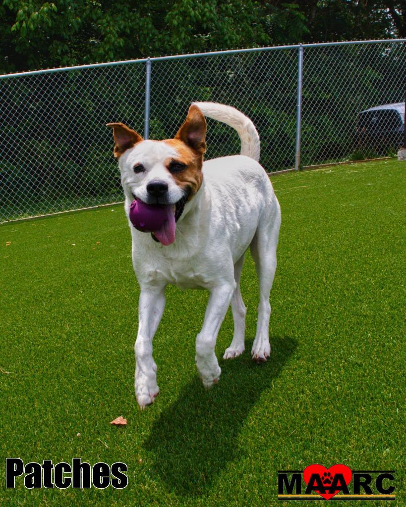 Patches, a Adoptable mixed breed in Maryville, TN image 3/4