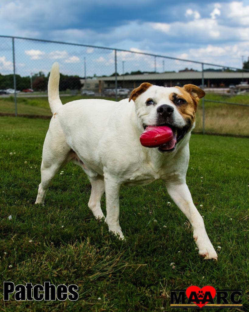 Enlarge Patches, a Adoptable mixed breed in Maryville, TN image 4/6