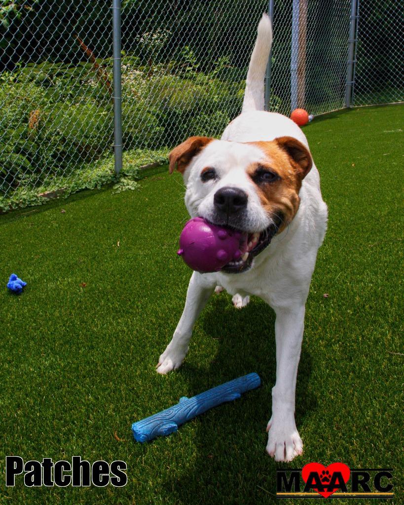 Patches, a Adoptable mixed breed in Maryville, TN image 4/4