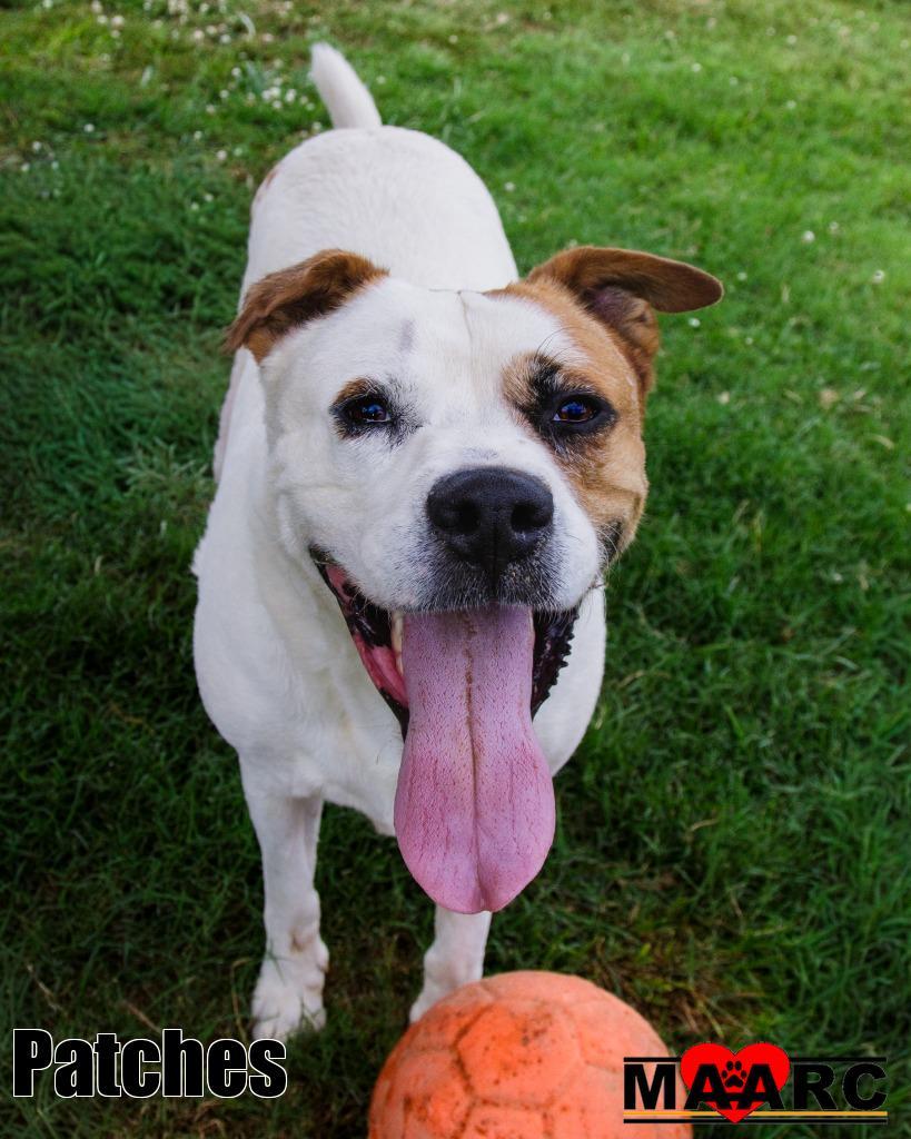 Enlarge Patches, a Adoptable mixed breed in Maryville, TN image 6/6