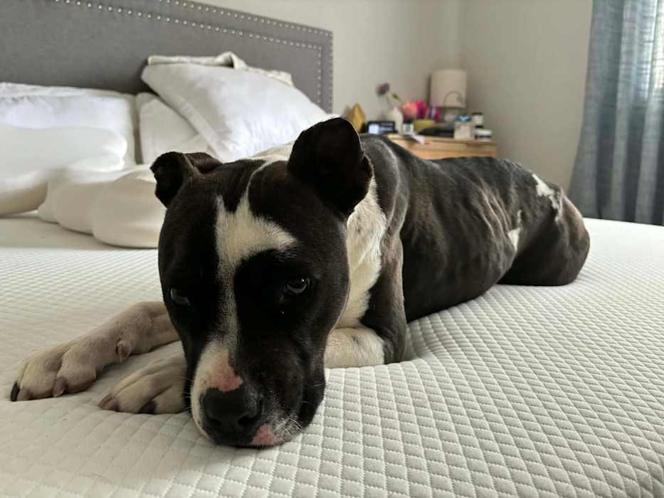 Enlarge Stella, a Adoptable Pit Bull Terrier in Portland, OR image 4/4