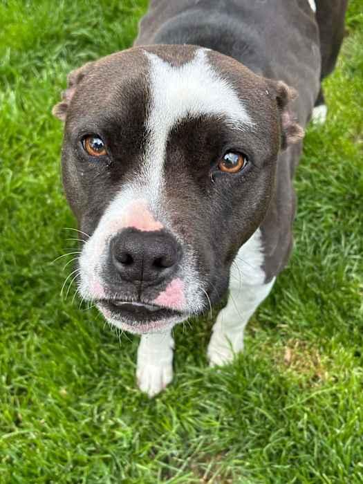 Stella, Adoptable, Adult Female Pit Bull Terrier.