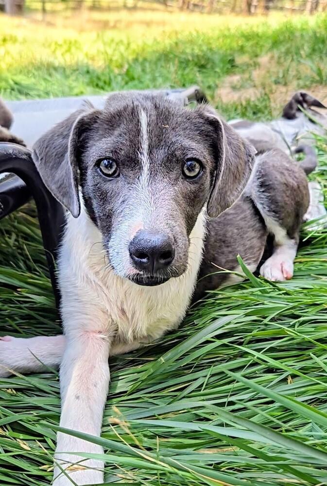 Honeybee, Adoptable, Puppy Female Catahoula Leopard Dog & Mixed Breed.