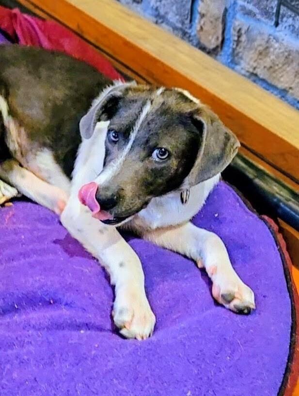 Honeybee, a Adoptable mixed breed in Evergreen, CO image 2/6