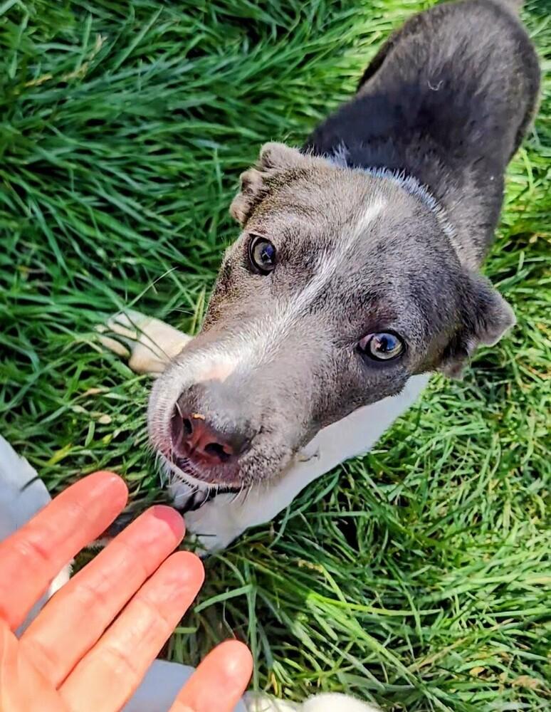 Honeybee, a Adoptable mixed breed in Evergreen, CO image 4/6