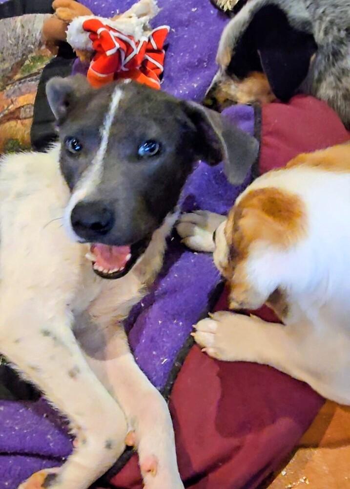 Honeybee, a Adoptable mixed breed in Evergreen, CO image 5/6