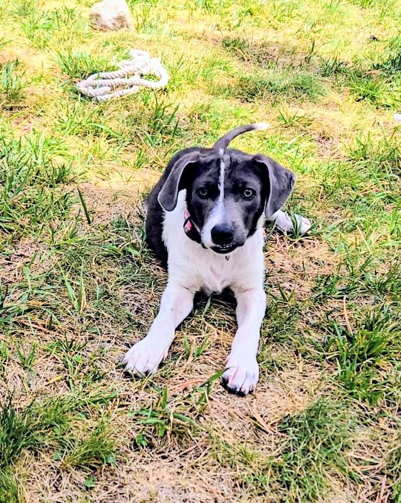 Honeybee, a Adoptable mixed breed in Evergreen, CO image 6/6