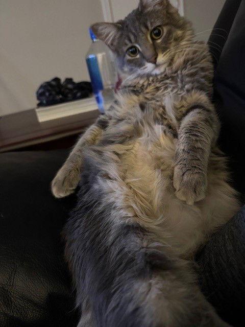 Tucker, a Adoptable Domestic Long Hair in St. Helens, OR image 1/3